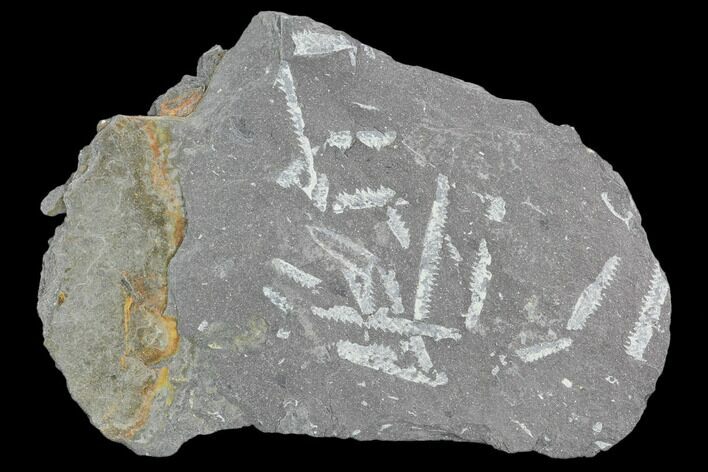 Fossil Graptolite Cluster (Didymograptus) - Great Britain #103486